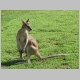 2. dit is de eerste kangoeroe die we van dichtbij kunnen bewonderen.JPG